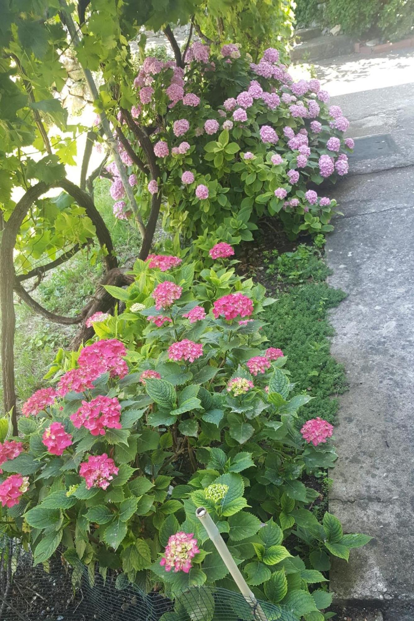 Apartment With A Parking Space Gradac, Makarska - 6724